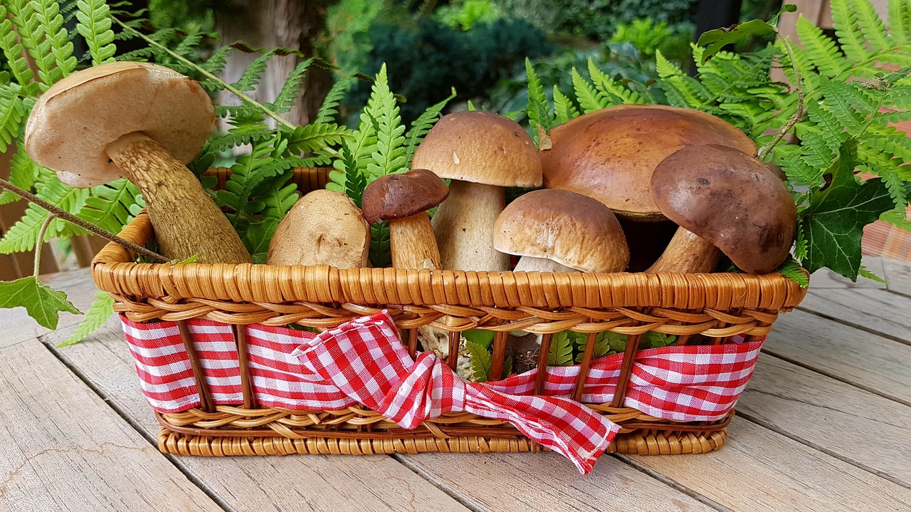 mushrooms, edible mushrooms, forest mushrooms, basket, birch mushroom, mushroom, chestnut mushroom, mushroom varieties, delicacy, still life, decorative, wicker basket, food, nature, edible, sponge mushrooms, mushrooms, mushrooms, mushrooms, mushroom, mushroom, mushroom, mushroom, mushroom